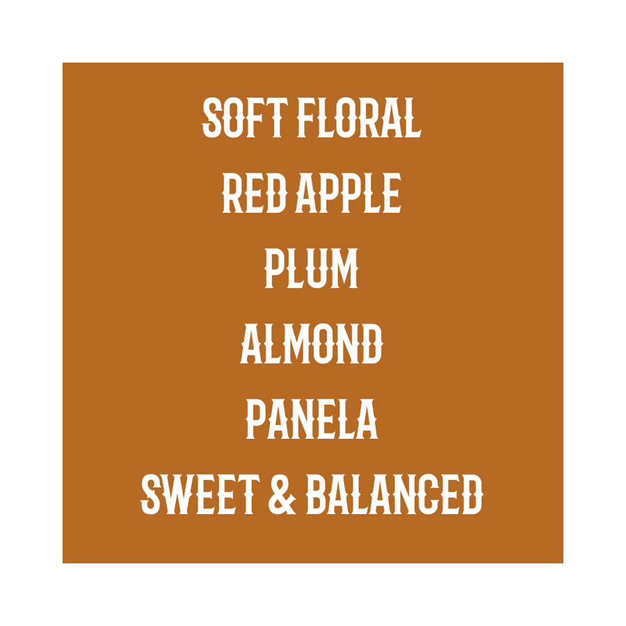 PANAMA | Mount Totumas Cold-ferment Washed Catuai