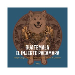 GUATEMALA I El Injerto Pacamara