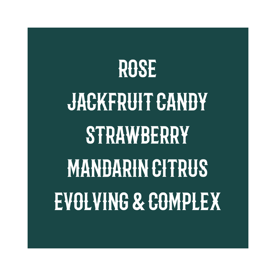 PANAMA | Altieri Ale Natural Dry-fermented Mossto Gesha